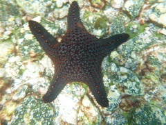 Pentaceraster cumingi