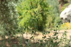 Chenopodium opulifolium