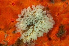 Pycnoclavella communis