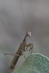 Ameles spallanzania