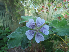 Geranium renardii