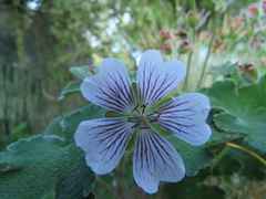 Geranium renardii