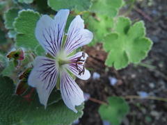 Geranium renardii