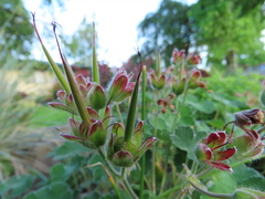 Geranium renardii