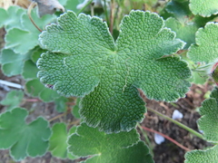 Geranium renardii