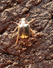 Phytholaema mutabilis