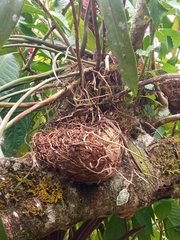 Microgramma squamulosa