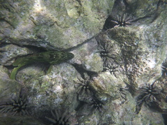 Epinephelus labriformis