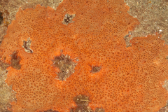 Hemimycale mediterranea