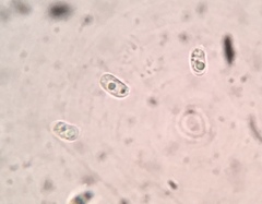 Hohenbuehelia grisea