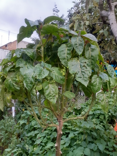 tamarillo
