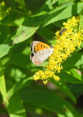 Lycaena phlaeas hypophlaeas