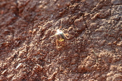 Phytholaema mutabilis