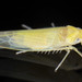 Zonocyba pomaria - Photo (c) solomon hendrix, algunos derechos reservados (CC BY-NC), subido por solomon hendrix