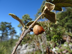 Quercus miquihuanensis