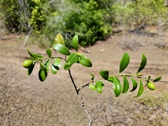 Mystroxylon aethiopicum image