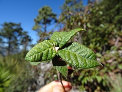 Quercus miquihuanensis