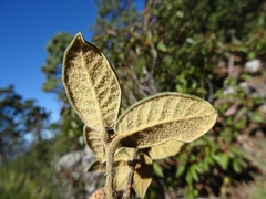 Quercus miquihuanensis