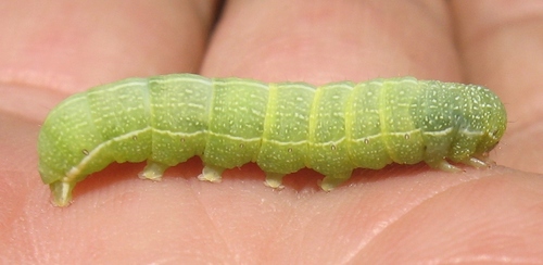 Speckled Green Fruitworm Moth