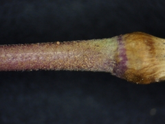 Muhlenbergia mexicana