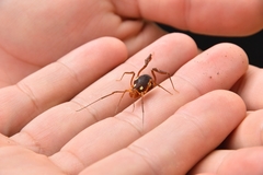 Erginulus roeweri