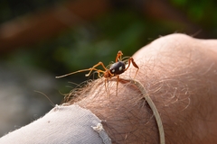 Erginulus roeweri