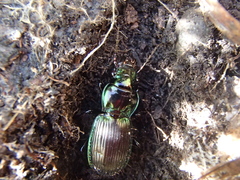 Megadromus antarcticus