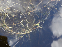 Potamogeton bicupulatus