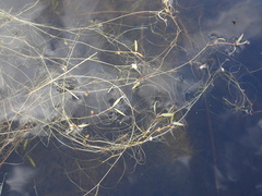 Potamogeton bicupulatus