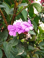 Brunfelsia latifolia