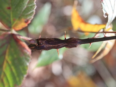 Neolasioptera nodulosa