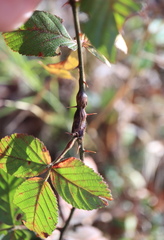 Neolasioptera nodulosa