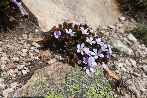 Veronica densifolia, photograph 4