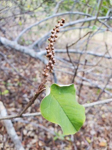 Croton bernieri