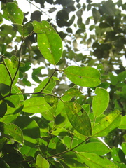 Bunchosia nitida
