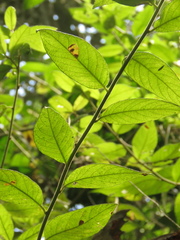 Lepidaploa canescens