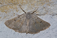 Dyscia crassipunctaria