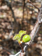 Operculicarya borealis