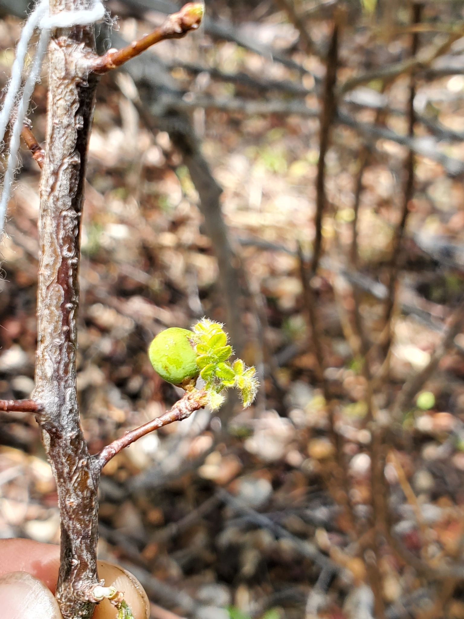 Operculicarya borealis (Northern Elephant Tree)