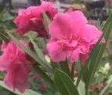 Nerium oleander