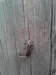 Photinus signaticollis