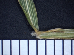 Muhlenbergia mexicana