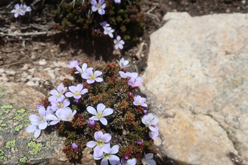 Veronica densifolia, photograph 5