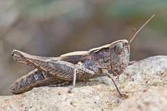 Chorthippus biroi