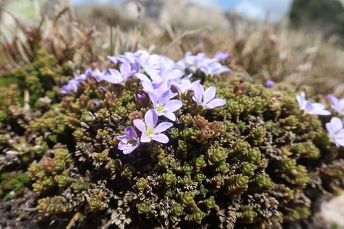 Veronica densifolia, photograph 6