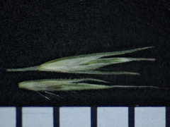 Muhlenbergia mexicana