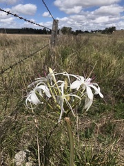 Crinum flaccidum