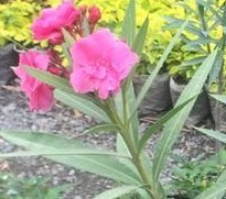 Nerium oleander