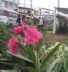 Nerium oleander