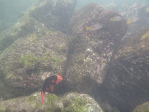 Bodianus eclancheri